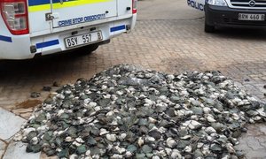 Abalone found in Napier